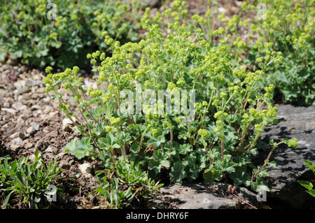 Dwarf lady`s mantle Stock Photo